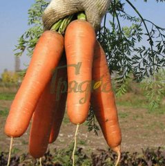 Фото 1 - Вікторія F1 морква тип Шантане Seminis 0,5 кг