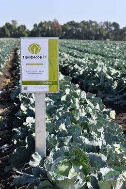 Фото 2 - Профеcсор F1 капуста белокочанная Syngenta 20 семян