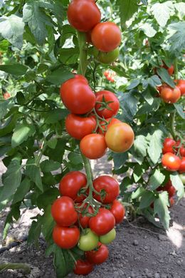 Фото 3 - Приос F1 томат индетерминантный Ergon Seed 100 семян