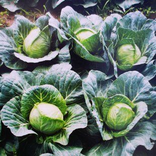 Фото 1 - KS (КС) 1450 F1 капуста ранняя Kitano Seeds 1000 семян