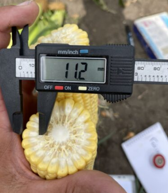 Фото 2 - Гейзер F1 кукурудза Lark Seeds 2500 насінин