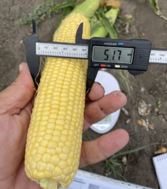 Фото 3 - Гейзер F1 кукурудза Lark Seeds 2500 насінин