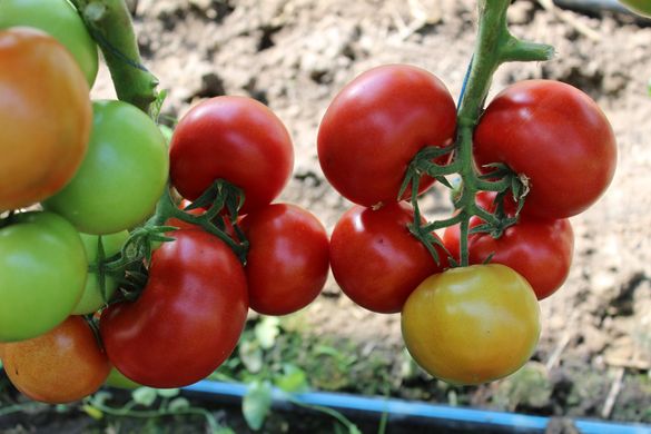 Фото 2 - Приос F1 томат индетерминантный Ergon Seed 100 семян