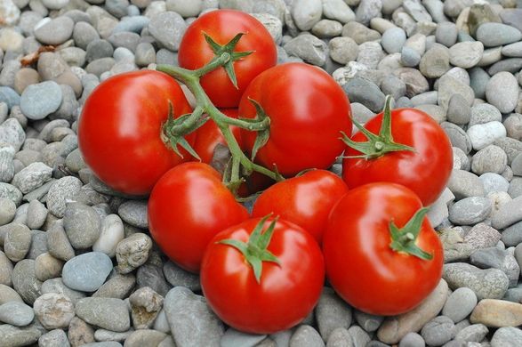 Фото 1 - Приос F1 томат индетерминантный Ergon Seed 100 семян