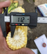 Гейзер F1 кукурудза Lark Seeds 2500 насінин
