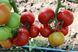 Приос F1 томат индетерминантный Ergon Seed 100 семян