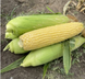 Гейзер F1 кукурудза Lark Seeds 2500 насінин
