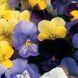 Виола крупноцветковая Микс Floragran 1 г
