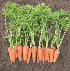 Фото 1 - Кесена F1 морковь тип Шантане Bejo Zaden 1,6-1,8 мм, 100 тыс. семян