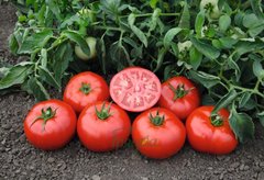 Фото 1 - Томськ F1 томат середньостиглий Bejo Zaden 1000 насінин