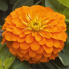 Циния Дейлиа оранжевая Floragran 100 семян