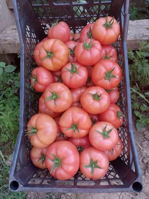 Фото 8 - Манекро F1 томат индетерминантный Syngenta 500 семян