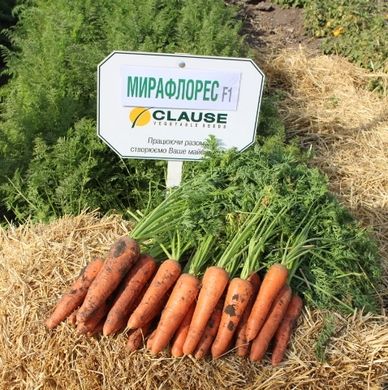 Фото 1 - Мірафлорес F1 морква середньопізня тип Нантський Clause 400 насінин