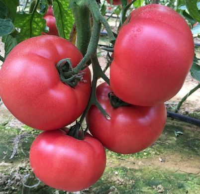 Фото 2 - Манекро F1 томат индетерминантный Syngenta 500 семян