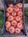 Манекро F1 томат индетерминантный Syngenta 500 семян