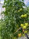 Манекро F1 томат индетерминантный Syngenta 500 семян