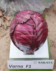 Фото 1 - Варна F1 капуста краснокочанная Sakata 1 000 семян