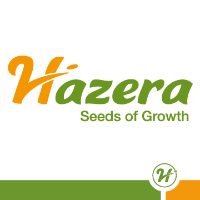 Фото 2 - VP-1 F1 (ВП-1) томат индетерминантный Hazera 100 семян