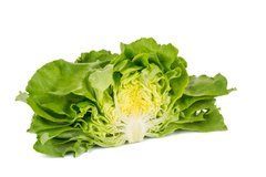 Фото 1 - Томбело салат тип Маслянистий Rijk Zwaan 1 000 насінин