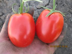 Фото 1 - Санні F1 томат детермінантний Spark Seeds 5000 насінин