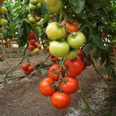 Фото 1 - Фантастина F1 томат индетерминантный Syngenta 500 семян