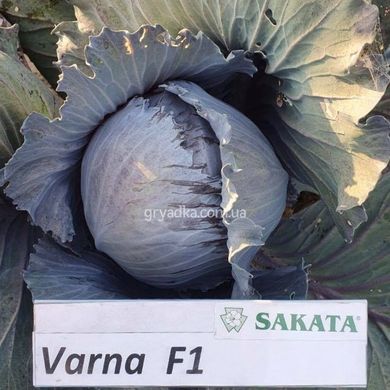 Фото 2 - Варна F1 капуста краснокочанная Sakata 1 000 семян