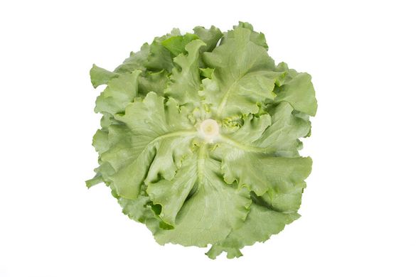 Фото 3 - Томбело салат тип Маслянистий Rijk Zwaan 1 000 насінин