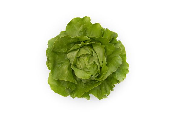 Фото 5 - Томбело салат тип Маслянистий Rijk Zwaan 1 000 насінин
