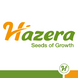 VP-1 F1 (ВП-1) томат индетерминантный Hazera 100 семян