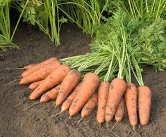 Фото 1 - Купар F1 морковь тип Шантане Bejo Zaden 1.6 -1.8, 100 тыс. семян