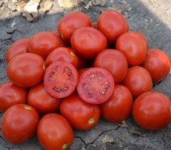 Фото 1 - 2206 F1 томат детермінантний Heinz 500 насінин