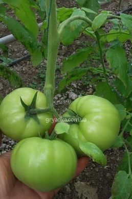 Фото 4 - Бостина F1 томат индетерминантный Syngenta 500 семян