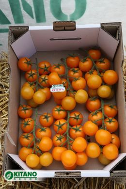 Фото 7 - Нессі (КС 1549) F1 томат індетермінантний черрі Kitano Seeds 8 насінин