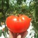 Бостина F1 томат индетерминантный Syngenta 500 семян