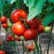 Бостина F1 томат индетерминантный Syngenta 500 семян