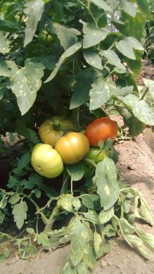 Фото 2 - Тобольск F1 томат ранний Bejo Zaden 1000 семян