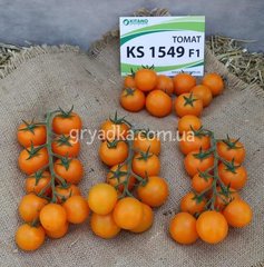 Фото 1 - Нессі (КС 1549) F1 томат індетермінантний черрі Kitano Seeds 500 насінин