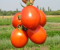 Фото 1 - Лиона F1 томат детерминантный Clause 5000 семян