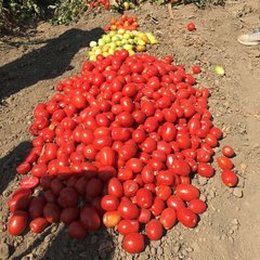 Фото 1 - Оливенза F1 томат детерминантный Clause 5 000 семян