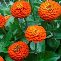 Цинія Ліліпут оранжева Floragran 100 насінин
