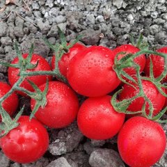 Фото 1 - Воларе F1 томат детерминантный Hazera 1000 семян