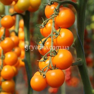Фото 2 - Нессі (КС 1549) F1 томат індетермінантний черрі Kitano Seeds 500 насінин
