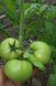 Бостина F1 томат индетерминантный Syngenta 10 семян