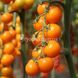 Нессі (КС 1549) F1 томат індетермінантний черрі Kitano Seeds 500 насінин