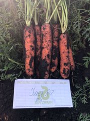 Фото 1 - Имер F1 морковь Rijk Zwaan 25 тыс. семян, калибр 1,6-1,8