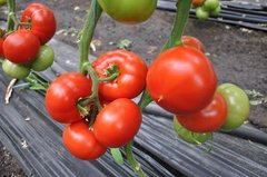 Фото 1 - Максін F1 томат індетермінантний Hazera 500 насінин