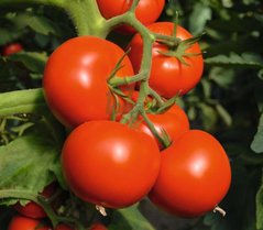 Фото 1 - Тойво F1 томат середньостиглий Bejo Zaden 250 насінин