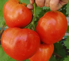 Фото 1 - Альянс F1 томат полудетерминантный Clause 250 семян