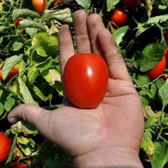 Фото 1 - Гонг F1 томат детерминантный Hazera 1000 семян