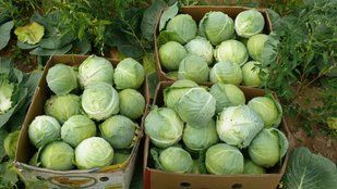Фото 1 - Пасадена F1 капуста белокочанная Lark Seeds 2500 семян